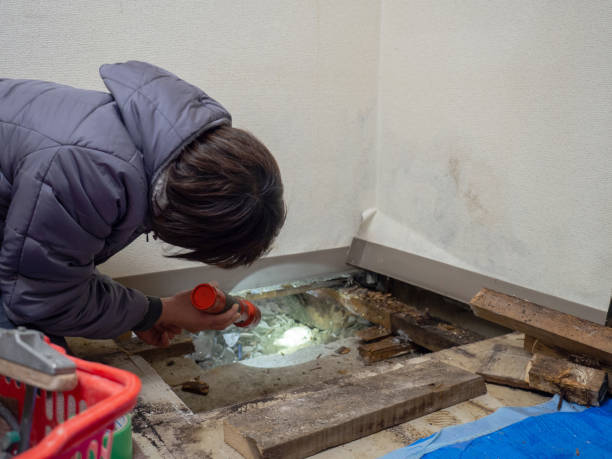 Best Water Damage & Mold Remediation  in Rosedale, CA