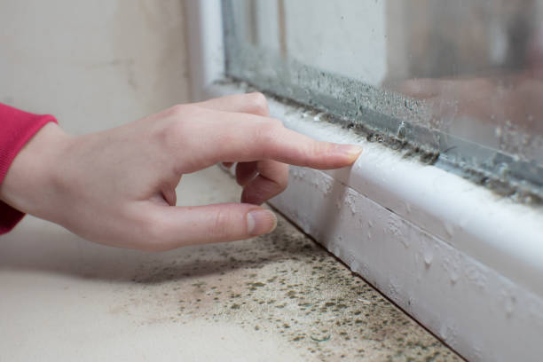 Best Emergency Mold Remediation  in Rosedale, CA