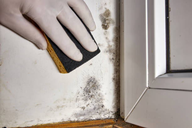 Best Mold Documentation for Insurance Claims  in Rosedale, CA